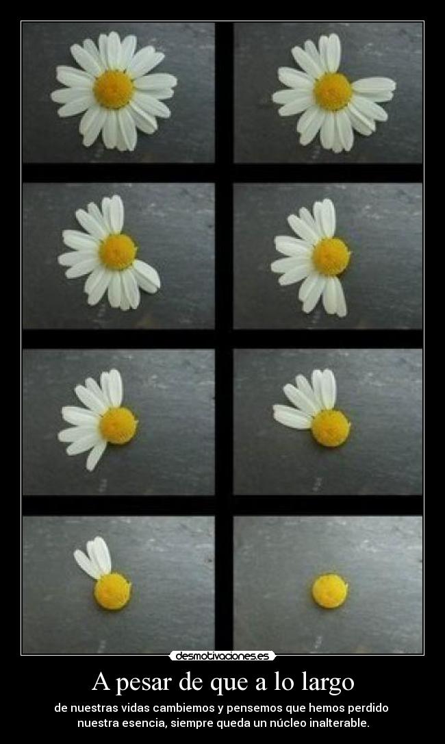 carteles igual que una flor marchita nuestro cuerpo igual pero por dentro desmotivaciones