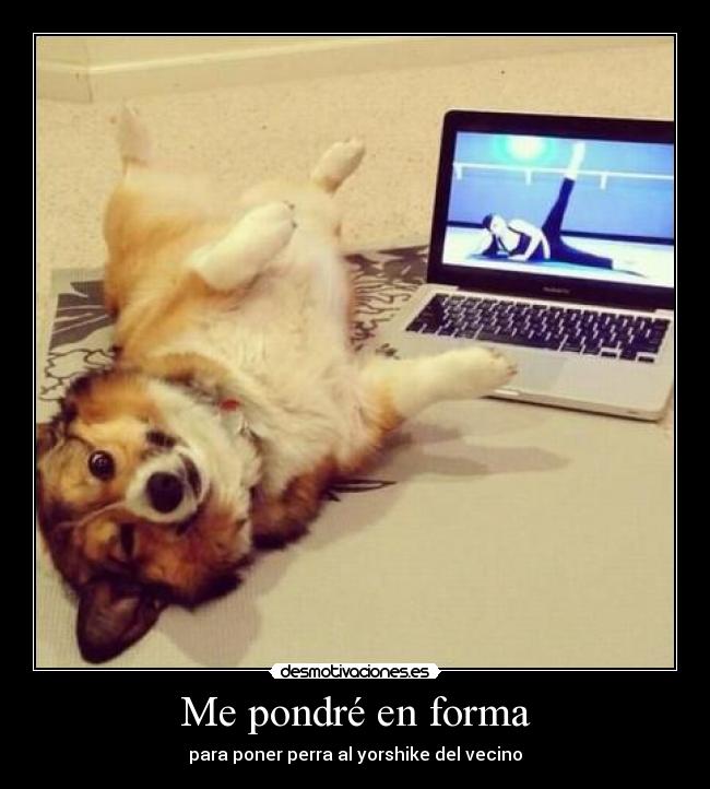 carteles eften perrosmolanmasquegatos desmotivaciones