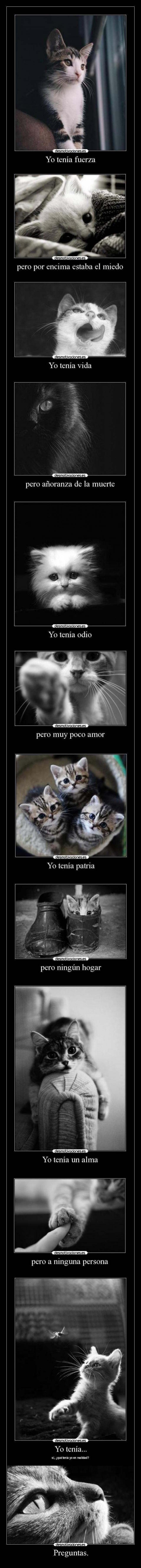 carteles extraccion nana mega1 soy santi una gatita extrano aunque sigas alli necesito las respuestas desmotivaciones