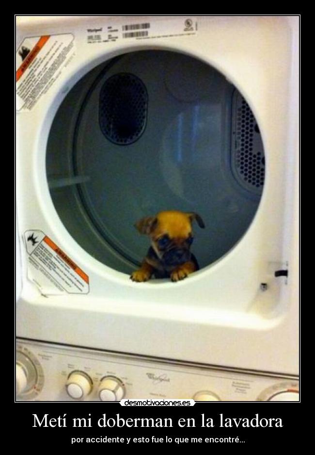 Metí mi doberman en la lavadora -
