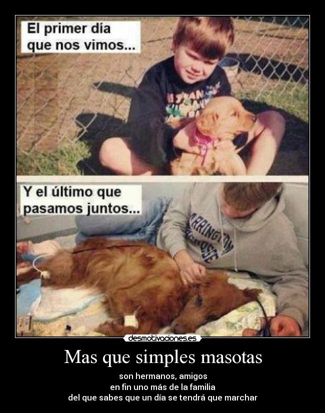 Mas que simples masotas - son hermanos, amigos
en fin uno más de la familia
del que sabes que un día se tendrá que marchar