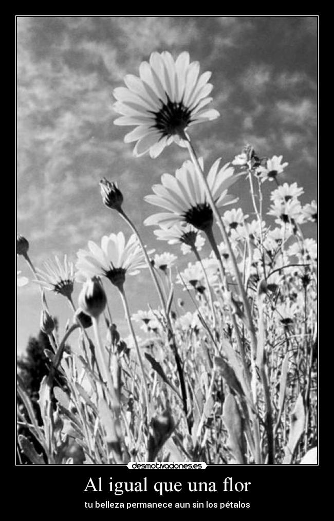 Al igual que una flor -