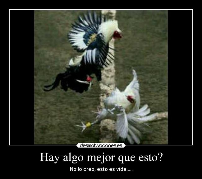 carteles palenque desmotivaciones