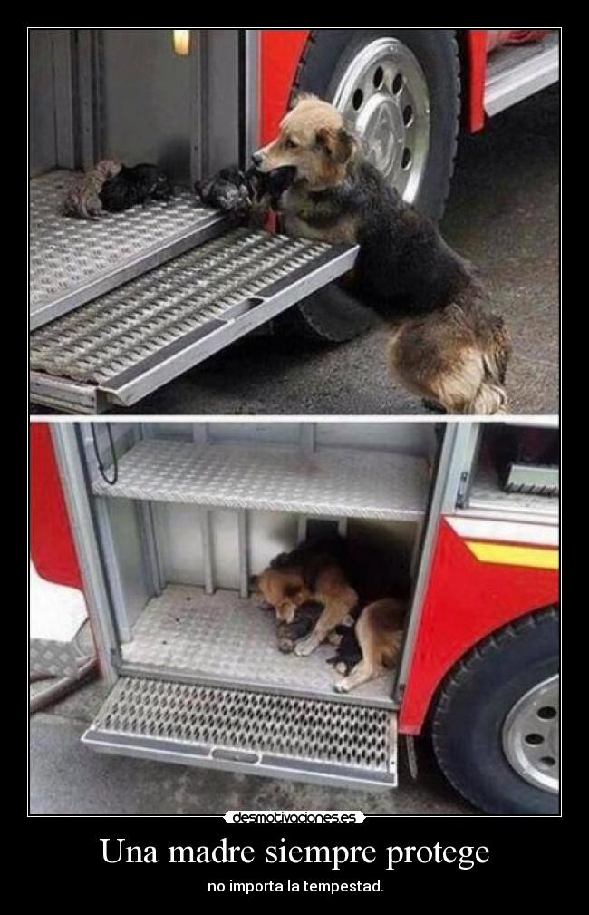 Una madre siempre protege - no importa la tempestad.
