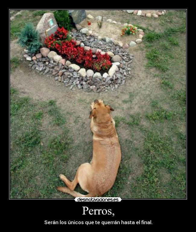 Perros, - 