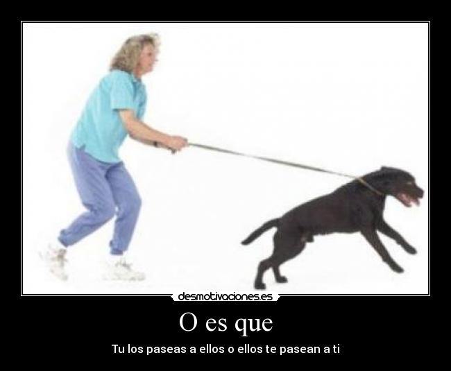 O es que - Tu los paseas a ellos o ellos te pasean a ti