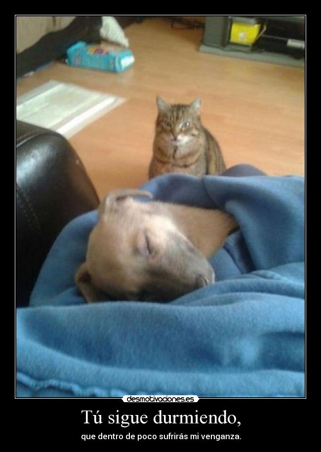 Tú sigue durmiendo, -