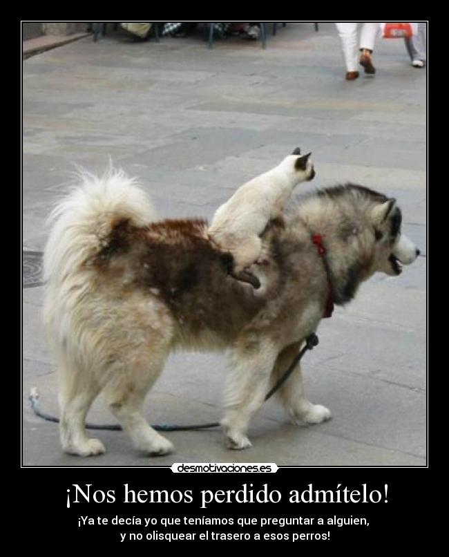 ¡Nos hemos perdido admítelo! -