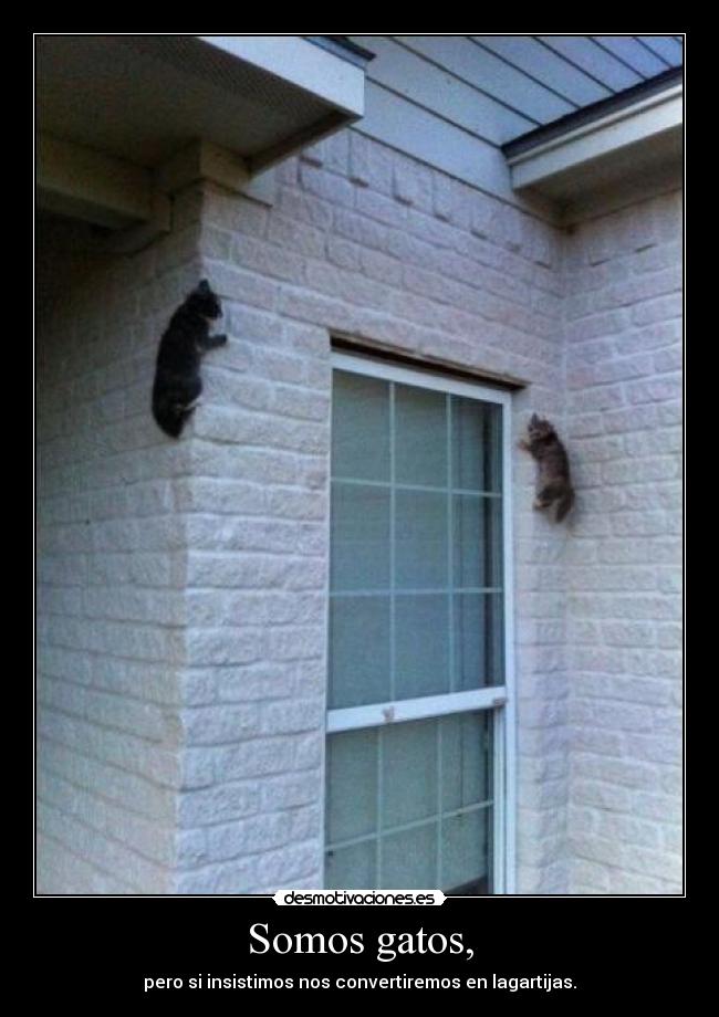 Somos gatos, - pero si insistimos nos convertiremos en lagartijas.