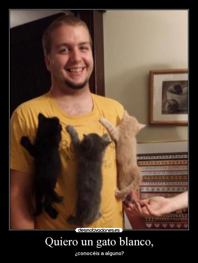 Quiero un gato blanco, - ¿conocéis a alguno?