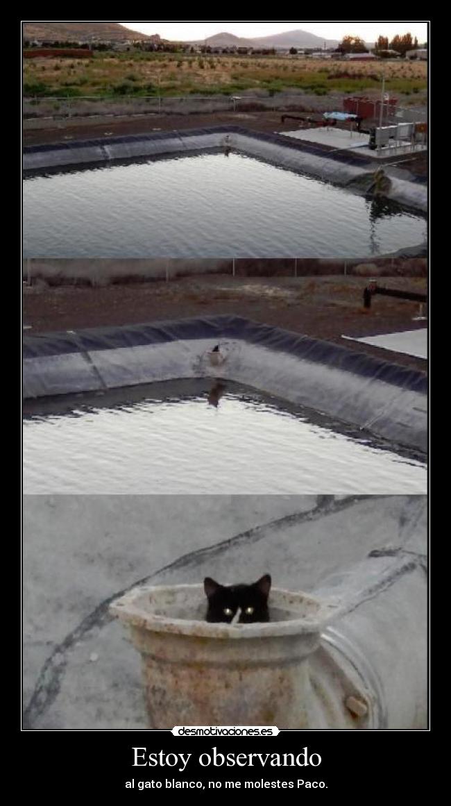 Estoy observando - al gato blanco, no me molestes Paco.