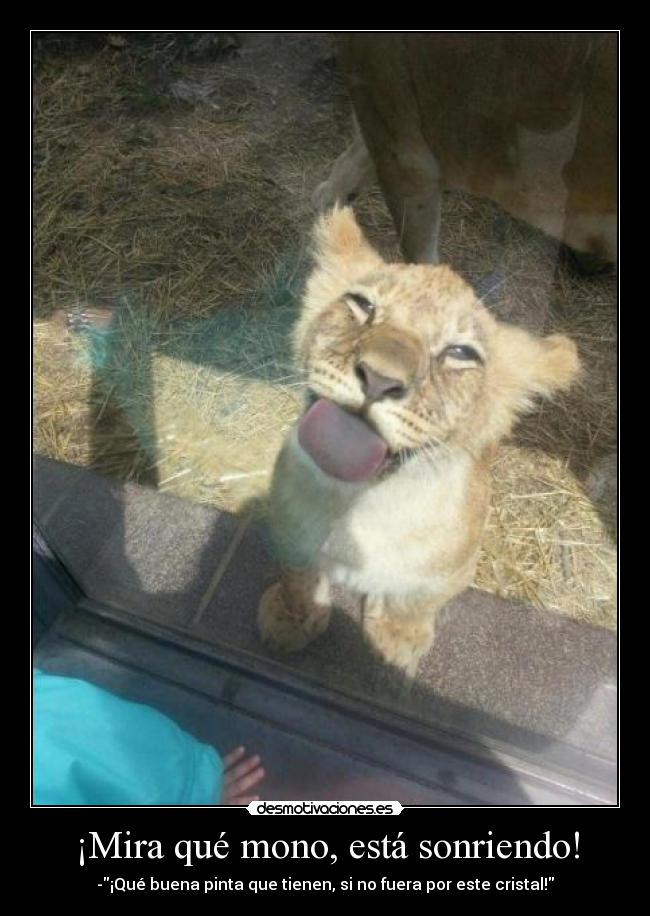 ¡Mira qué mono, está sonriendo! -