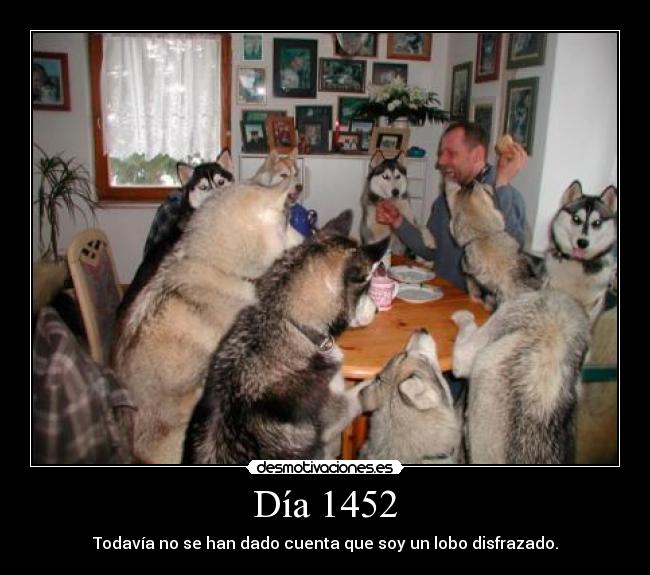 Día 1452 - Todavía no se han dado cuenta que soy un lobo disfrazado.