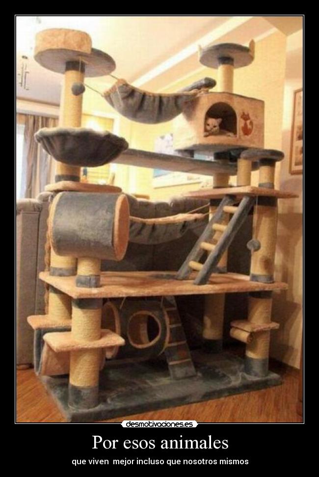 Por esos animales -