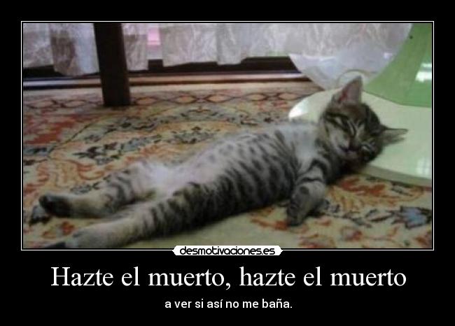carteles gato0 desmotivaciones
