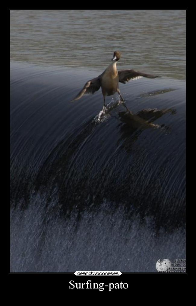 carteles pato surf desmotivaciones