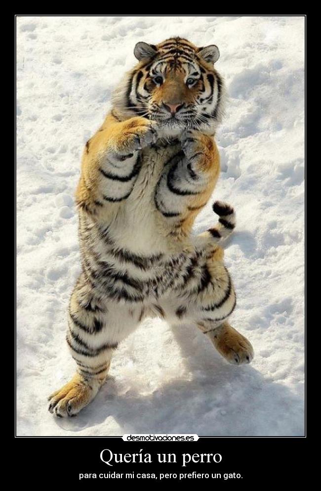 Quería un perro -