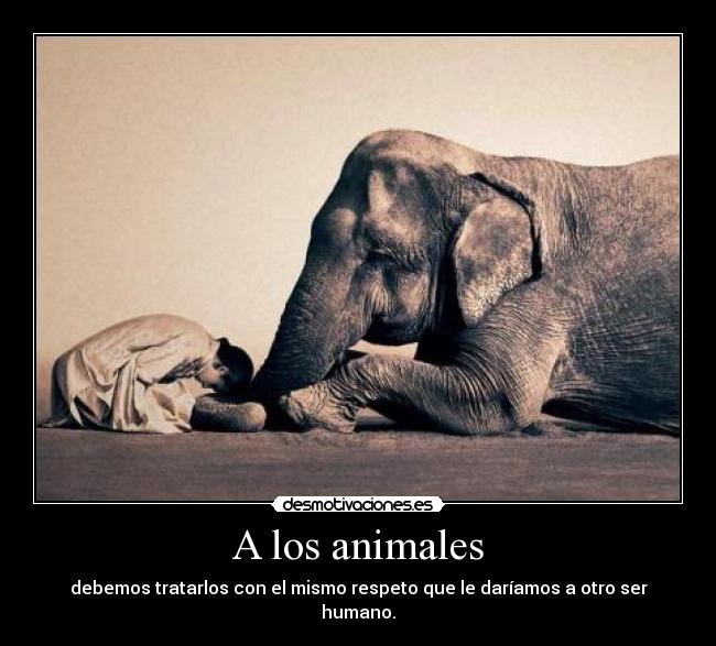 A los animales - debemos tratarlos con el mismo respeto que le daríamos a otro ser humano.