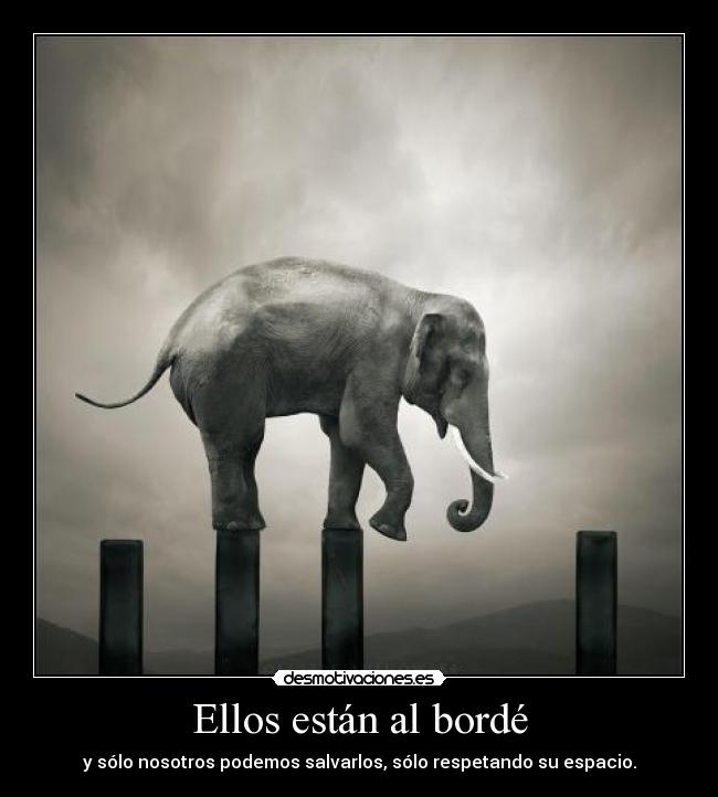 Ellos están al bordé - y sólo nosotros podemos salvarlos, sólo respetando su espacio.