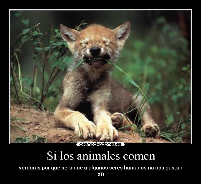 Si los animales comen -