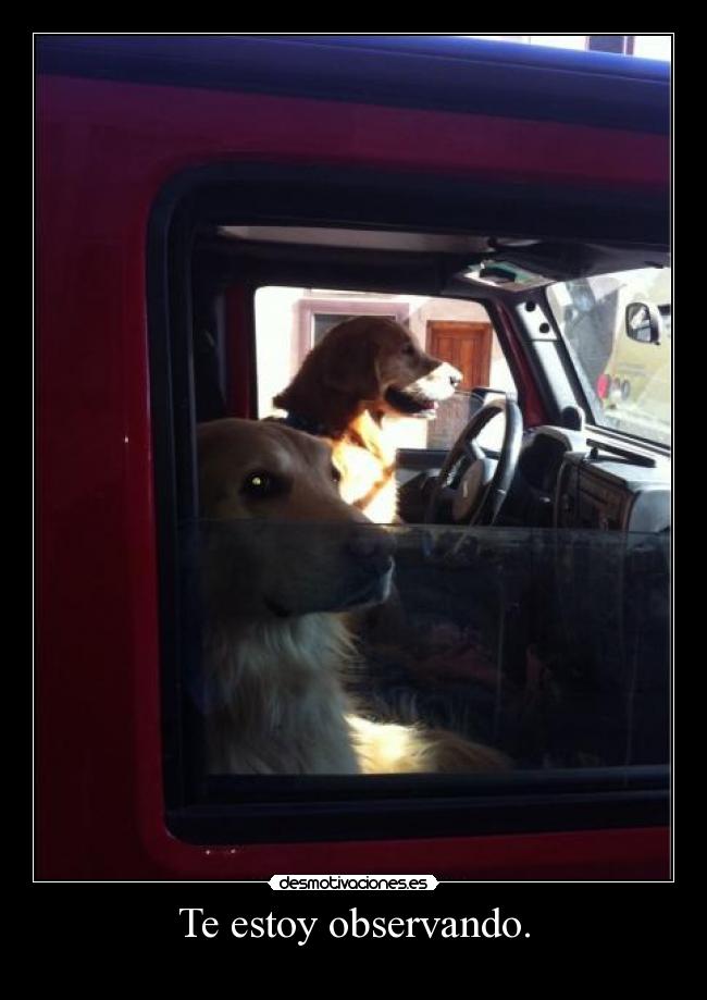 Te estoy observando. - 