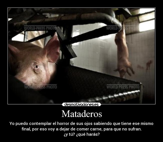 Imágenes y Carteles de MATADEROS Desmotivaciones