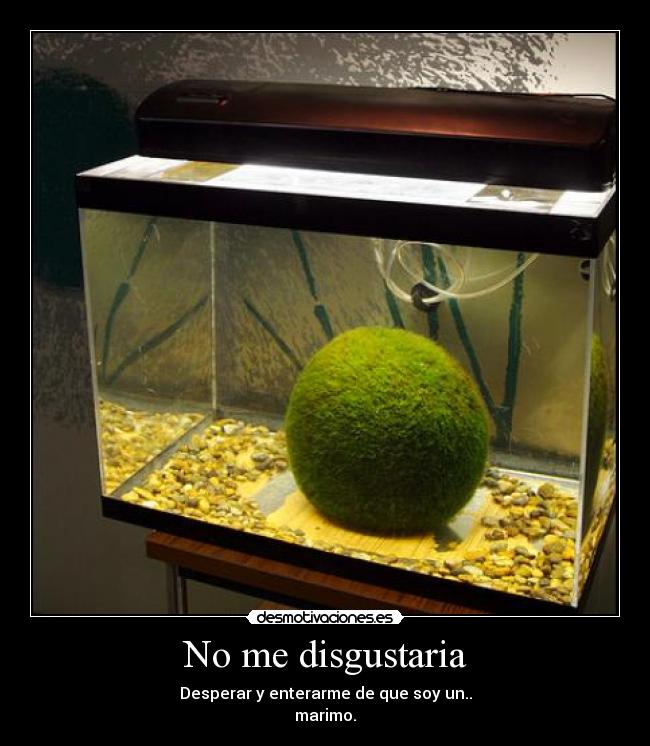 No me disgustaria - Desperar y enterarme de que soy un..
marimo.