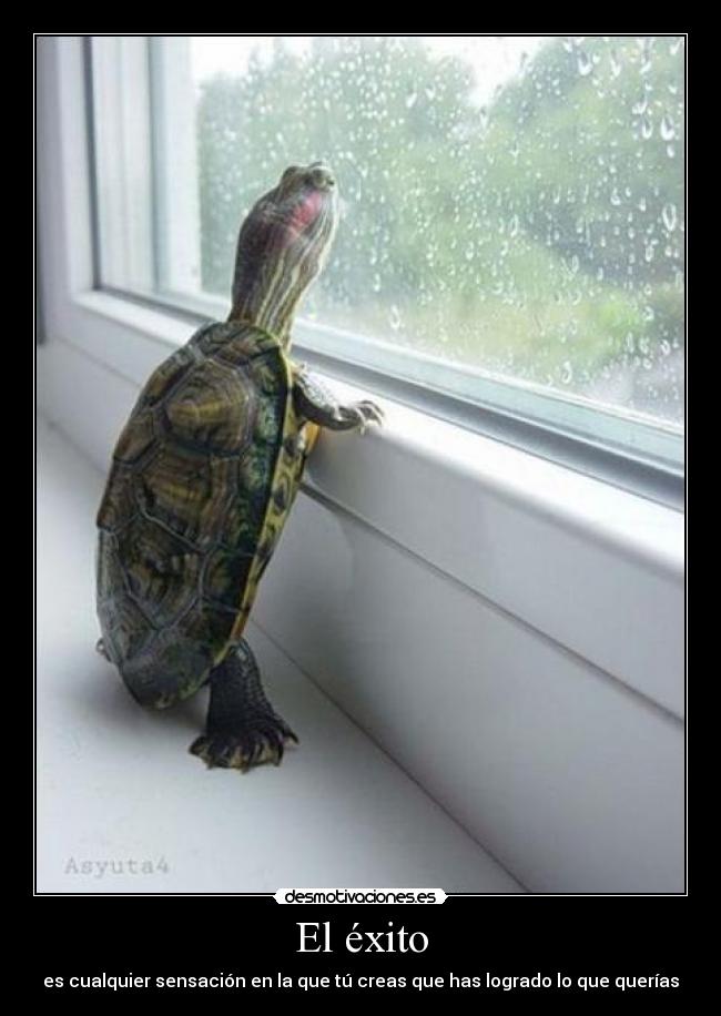 El éxito - es cualquier sensación en la que tú creas que has logrado lo que querías