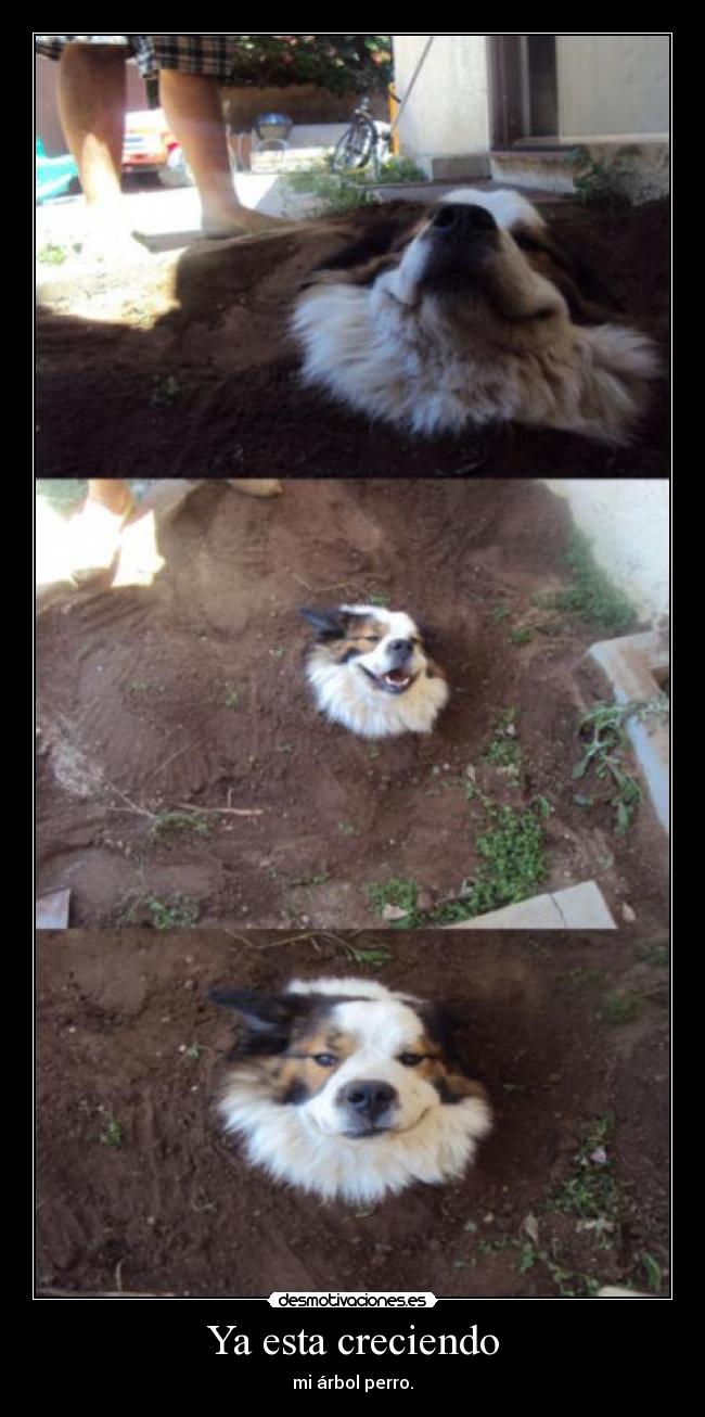 Ya esta creciendo - mi árbol perro.