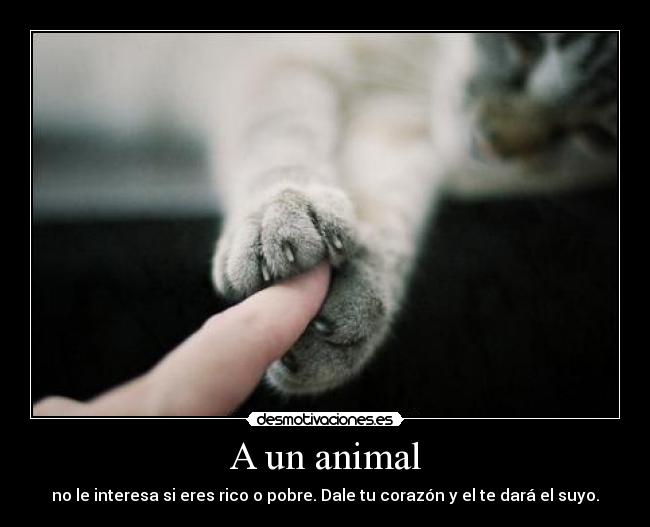 A un animal - no le interesa si eres rico o pobre. Dale tu corazón y el te dará el suyo.