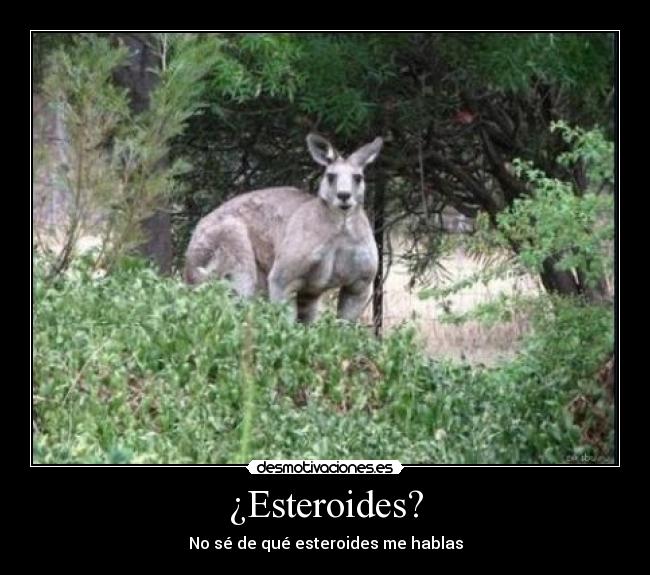 ¿Esteroides? - No sé de qué esteroides me hablas