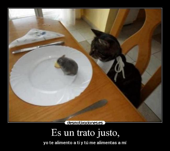 carteles gatos ratones trato justo desmotivaciones