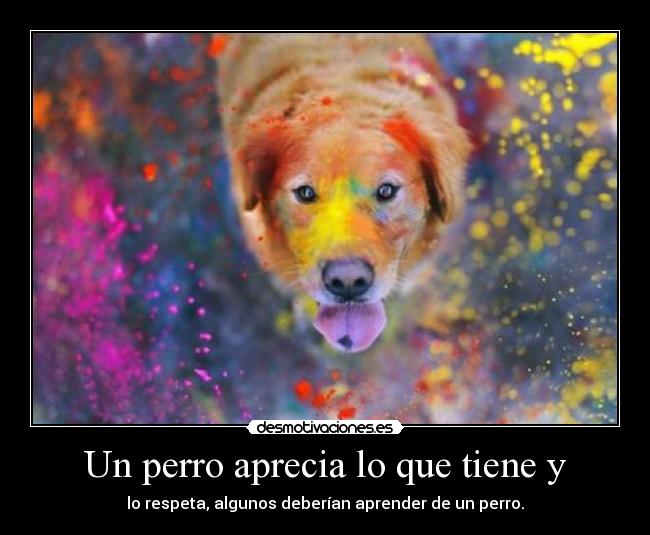 Un perro aprecia lo que tiene y -