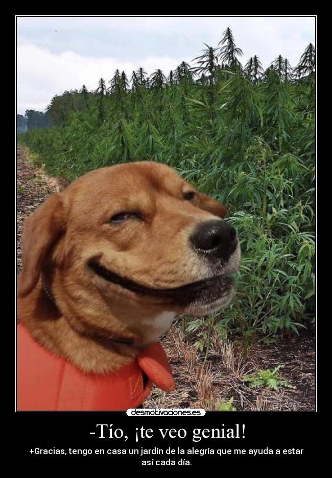 carteles perro drogas marihuana ejercitodemar rams desmotivaciones