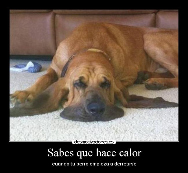 Sabes que hace calor - cuando tu perro empieza a derretirse