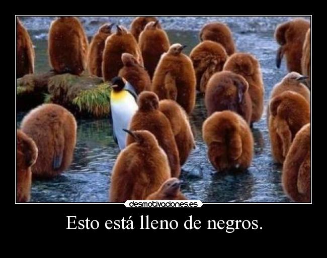 Esto está lleno de negros. - 