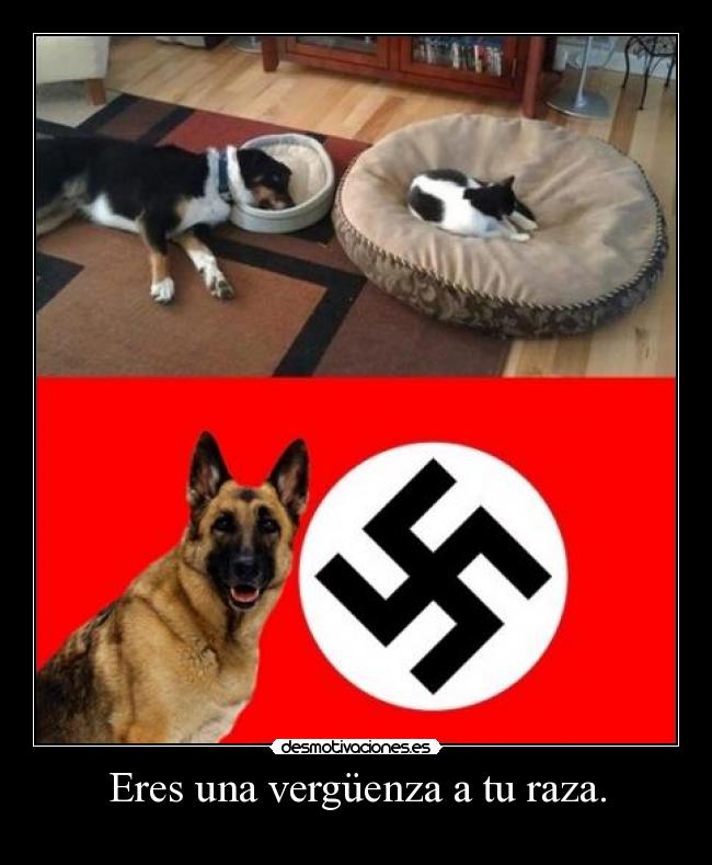 Eres una vergüenza a tu raza. - 