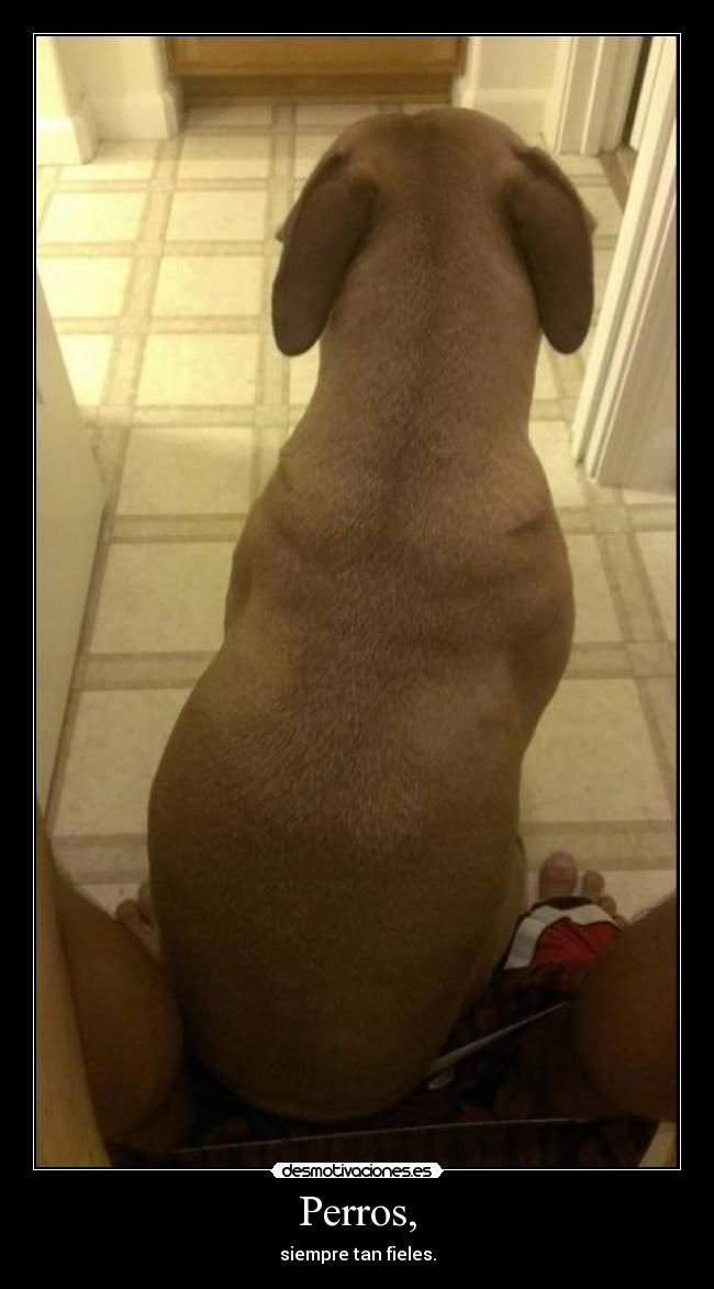 Perros, - siempre tan fieles.