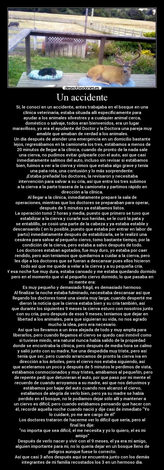 Un accidente - Sí, le conocí en un accidente, antes trabajaba en el bosque en una
clínica veterinaria, estaba situada allí específicamente para
ayudar a los animales silvestres y a cualquier animal cerca,
doméstico o salvaje, todos eran bienvenidos, era un lugar
maravilloso, yo era el ayudante del Doctor y la Doctora una pareja muy
amable que amaban de verdad a los animales.
Un día después de atender una emergencia en un domicilio bastante
lejos, regresábamos en la camioneta los tres, estábamos a menos de
20 minutos de llegar a la clínica, cuando de pronto de la nada sale
una cierva, no pudimos evitar golpearle con el auto, así que casi
inmediatamente salimos del auto, incluso sin revisar si estábamos
bien, fuimos a ver a la cierva y vimos que estaba algo grave y tenía
una pata rota, una contusión y lo más sorprendente: 
¡Estaba preñada! los doctores, la revisaron y necesitaba
intervención para salvar a su cría, así que entre los tres subimos
a la cierva a la parte trasera de la camioneta y partimos rápido en
dirección a la clínica.
Al llegar a la clínica, inmediatamente preparé la sala de
operaciones, mientras que los doctores se preparaban para operar,
después de 5 minutos ya estábamos listos.
La operación tomó 2 horas y media, puesto que primero se tuvo que
estabilizar a la cierva y curarle sus heridas, se le curó la pata y
se entablillo, se cosió una parte de la cabeza y ya estaba estable y
descansando ( en lo posible, puesto que estaba por entrar en labor de
parto) inmediatamente después de estabilizarla, se le realizó una
cesárea para salvar al pequeño ciervo, tomo bastante tiempo, por la
condición de la cierva, pero estaba a salvo después de todo.
Los doctores estaban agotados, fue muy duro, yo estaba por caer
rendido, pero aún teníamos que quedarnos a cuidar a la cierva, pero
les dije a los doctores que se fueran a descansar pues ellos hicieron
todo así que me quede a velar a la cierva y a su pequeña cría.
Y esa noche fue muy dura, estaba cansado y me estaba quedando dormido,
pero en el momento que vi al pequeño ciervo dormido, lo que pasaba en
mi mente era:
Es muy pequeño y demasiado frágil, es demasiado hermoso.
Al finalizar la noche estaba fulminado, necesitaba descansar así que
llegando los doctores tomé una siesta muy larga; cuando desperté me
dieron la noticia que la cierva estaba bien y su cría también, así
que durante los siguientes 9 meses la cierva estuvo con nosotros junto
con su cría, pero después de esos 9 meses, teníamos que dejar en
libertad a los animales, para que siguieran su vida, no nos agrado
mucho la idea, pero era necesario.
Así que los llevamos a un área alejada de todo y muy amplía para
liberarlos, pero cuando llegamos el ciervo se quedo casi inmóvil como
si tuviese miedo, era natural nunca había salido de la propiedad
donde se encontraba la clínica, pero después de media hora se calmo
y salió junto con su madre, fue una despedida muy triste, pero así
tenía que ser, pero cuando arrancamos de pronto la cierva iva en
dirección a los árboles, pero el ciervo nos estaba siguiendo, así
que aceleramos un poco y después de 5 minutos le perdimos de vista,
estábamos conmocionados y muy tristes, amábamos al pequeñín, pero
de repente pedí que detuvieran el auto, por que paso por mi mente el
recuerdo de cuando arroyamos a su madre, así que nos detuvimos y
estábamos por bajar del auto cuando nos alcanzó el ciervo,
estallamos de alegría de verlo bien, pero ya su madre se había
perdido en el bosque, no le podíamos dejar sólo allí y mantener a
un ciervo es difícil, pero cuando estábamos pensando que hacer con
él, recordé aquella noche cuando nació y dije casi de inmediato Yo
lo cuidaré, yo me are cargo de él
Los doctores trataron de hacerme ver lo difícil que sería, pero al
final les dije:
no importa que sea difícil, el me necesita y yo lo quiero, el es mi
amigo
Después de verlo nacer y vivir con el 9 meses, el ya era mi amigo,
alguien importante para mi, no lo quería dejar en un bosque lleno de
peligros aunque fuese lo correcto.
Así que casi 3 años después aquí se encuentra junto con los demás
integrantes de mi familia recostados los 3 en un hermoso día.