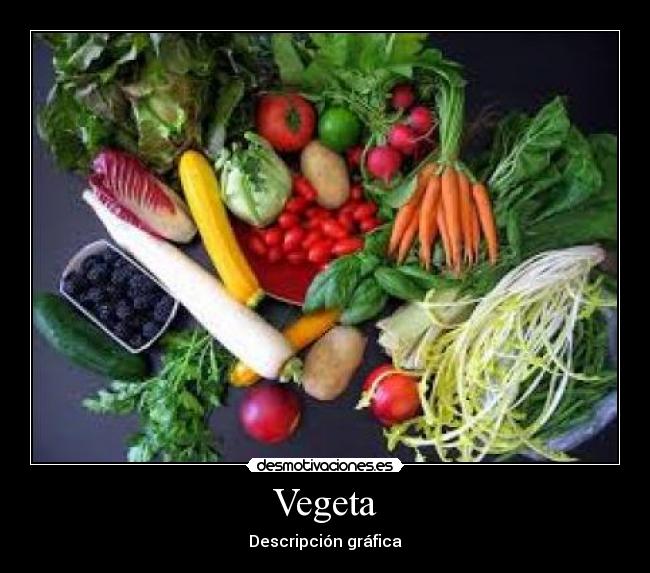Vegeta - Descripción gráfica