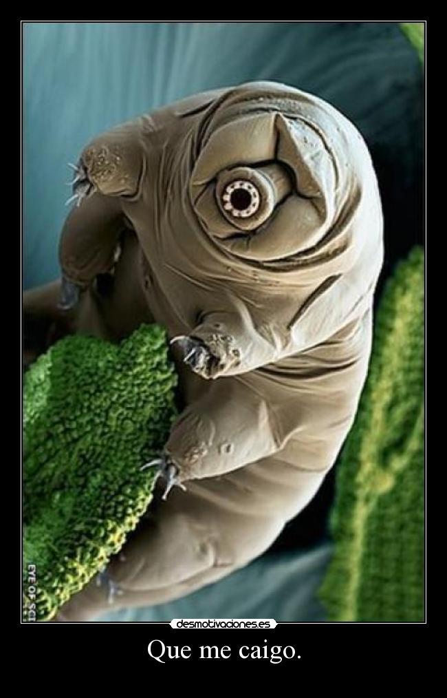 Que me caigo. -