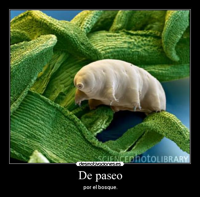 De paseo - por el bosque.