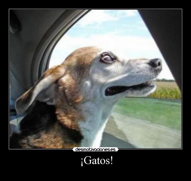 ¡Gatos! - 