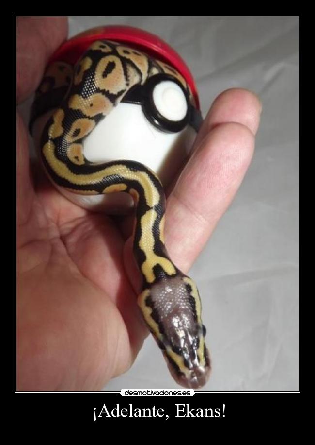 carteles pokemon ekans tonto que lea ewe desmotivaciones