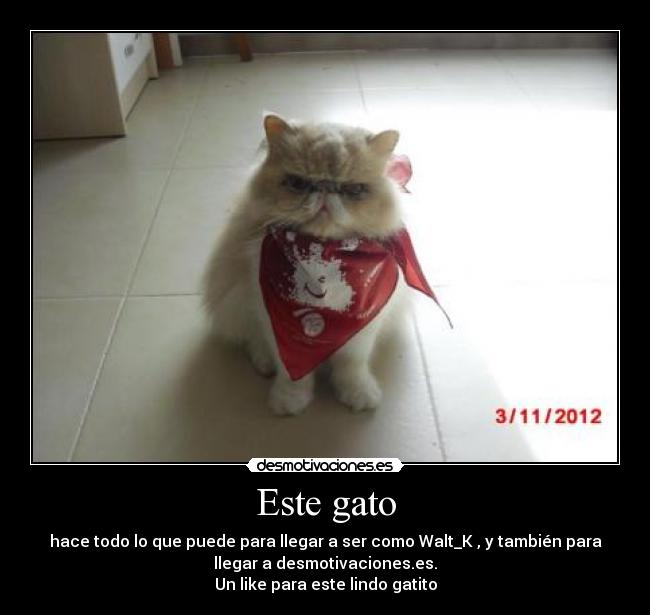carteles gato desmotivaciones