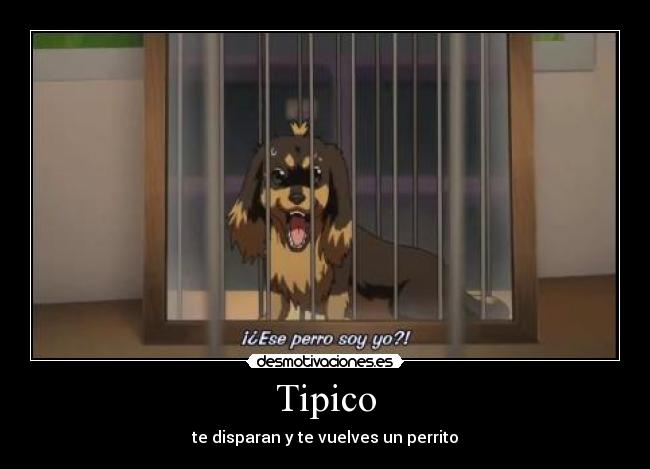 Tipico -