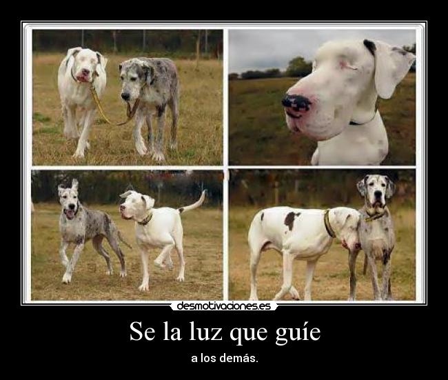 Se la luz que guíe -