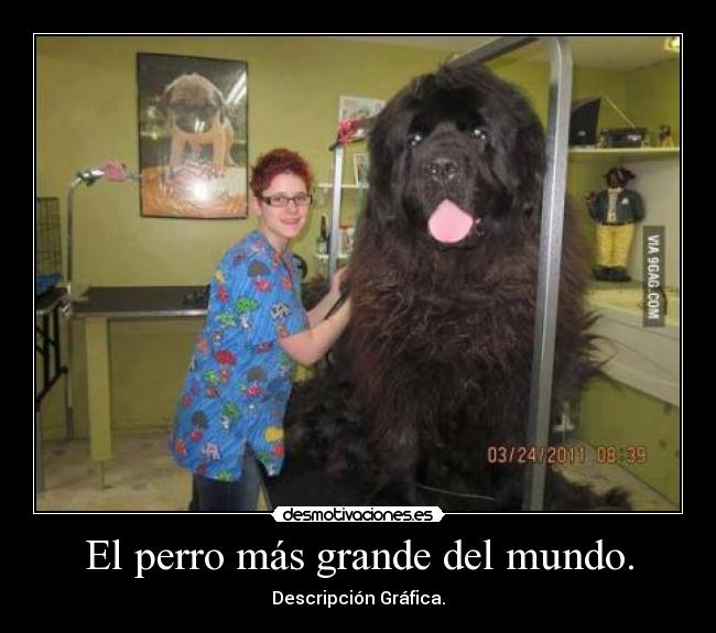 El perro más grande del mundo. -