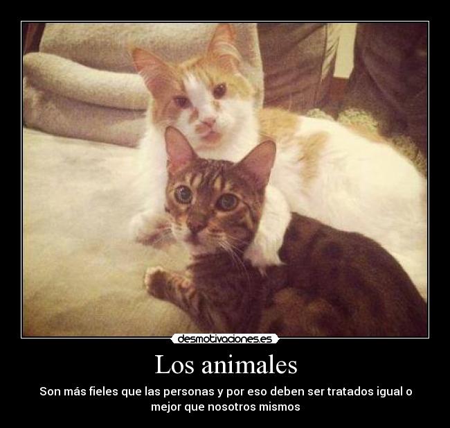Los animales - Son más fieles que las personas y por eso deben ser tratados igual o
mejor que nosotros mismos
