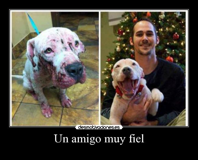 Un amigo muy fiel -
